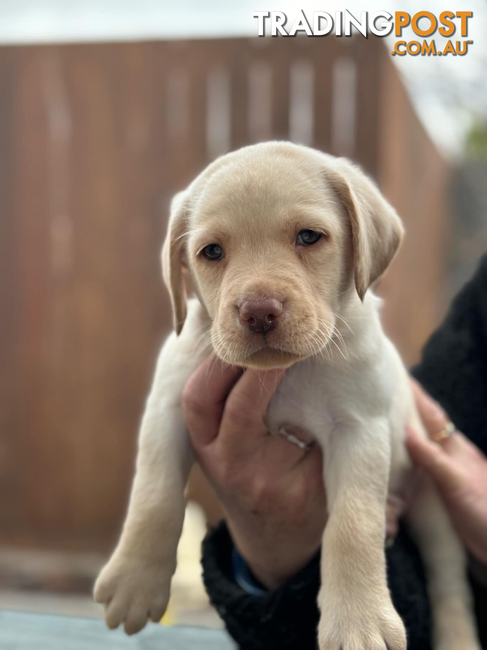 Labrador pups looking for their forever homes.