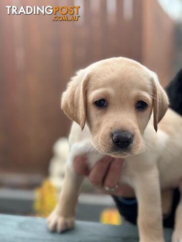 Labrador pups looking for their forever homes.