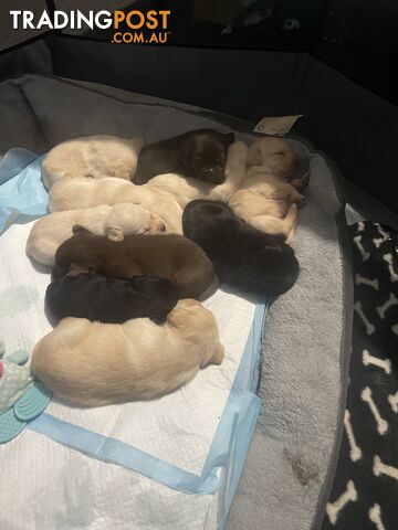 Labrador pups looking for their forever homes.