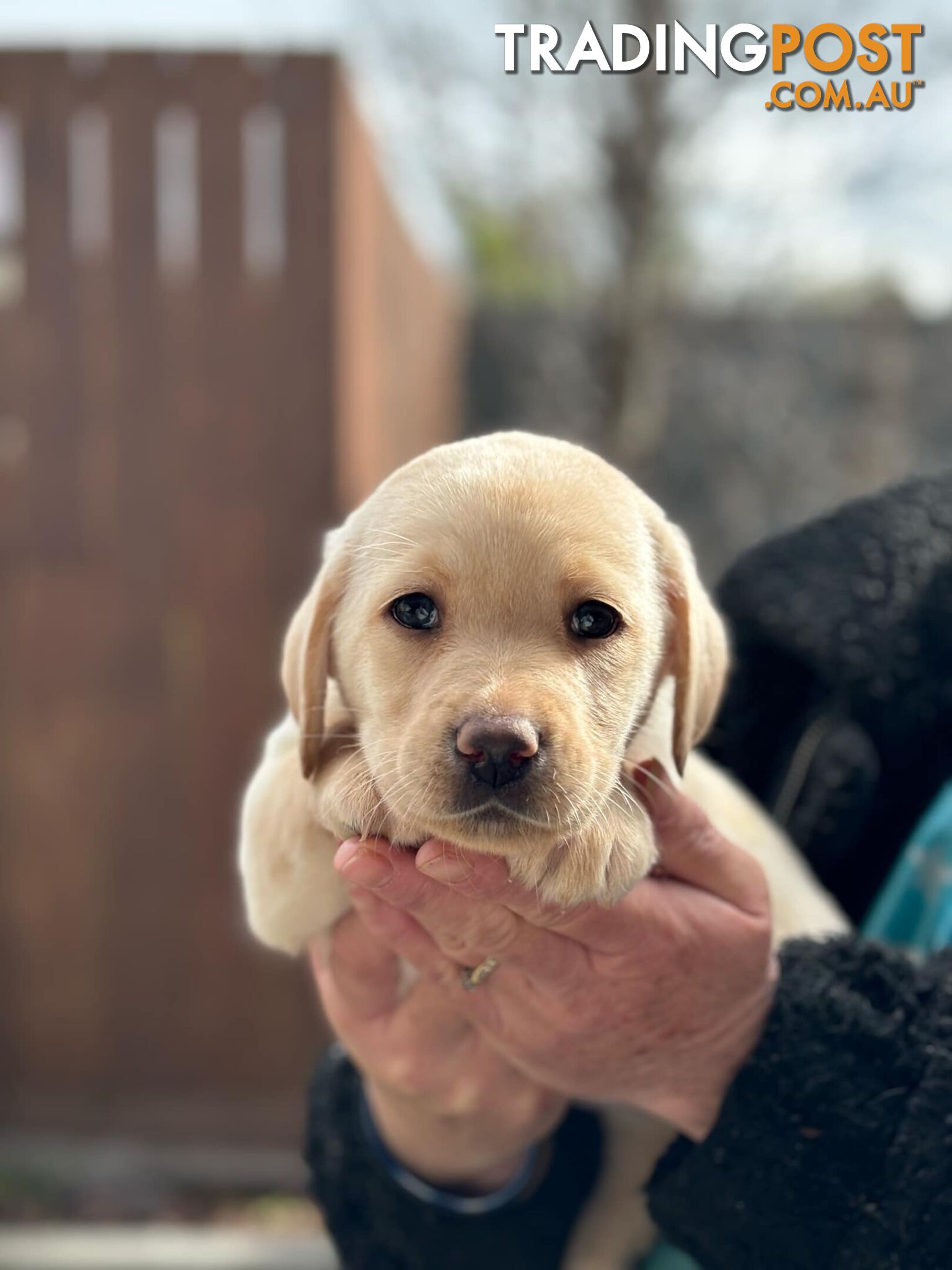 Labrador pups looking for their forever homes.