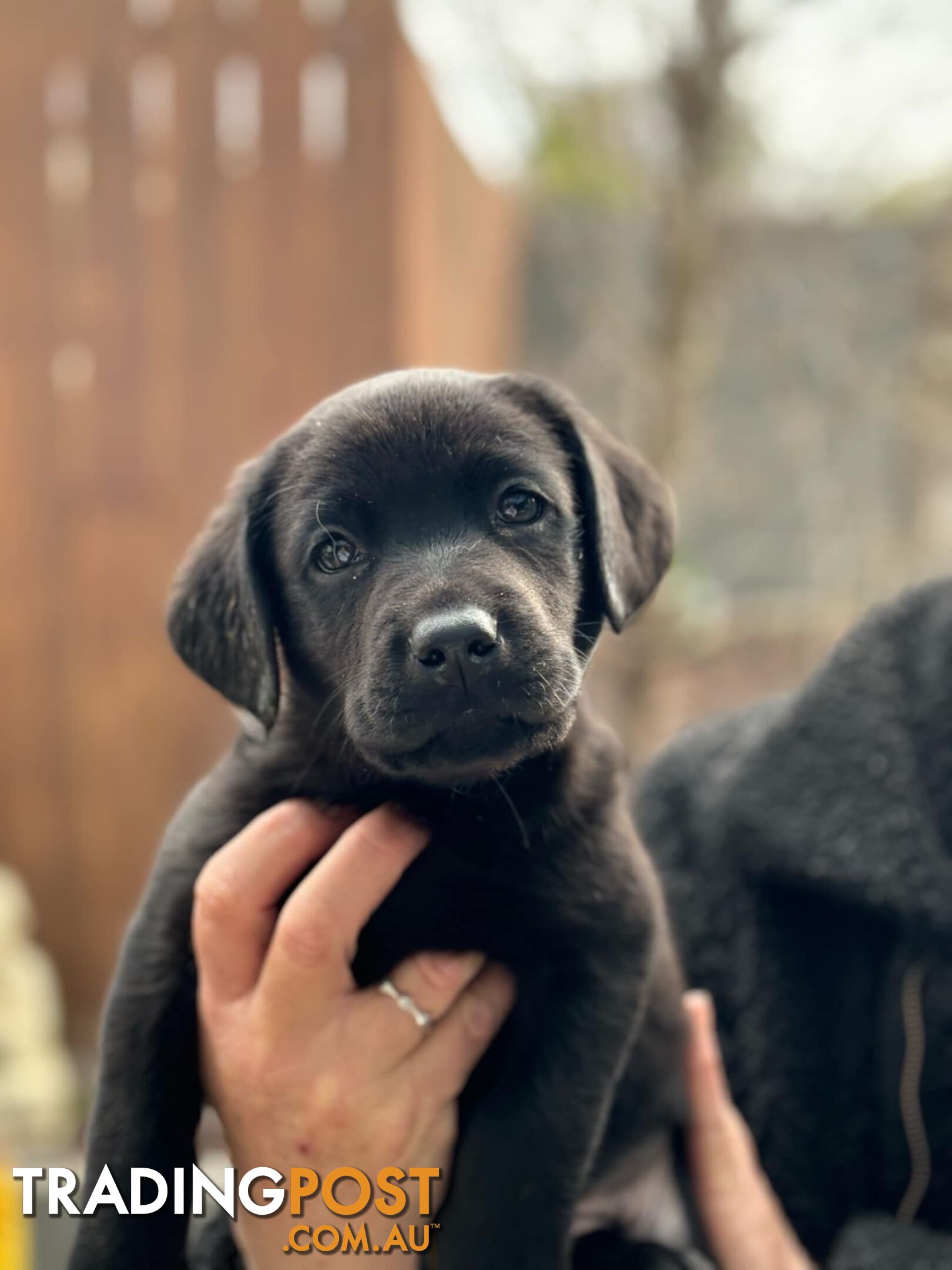 Labrador pups looking for their forever homes.