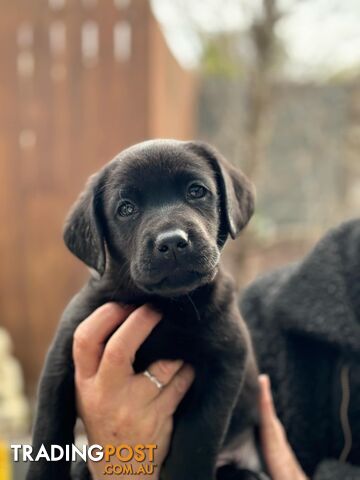 Labrador pups looking for their forever homes.