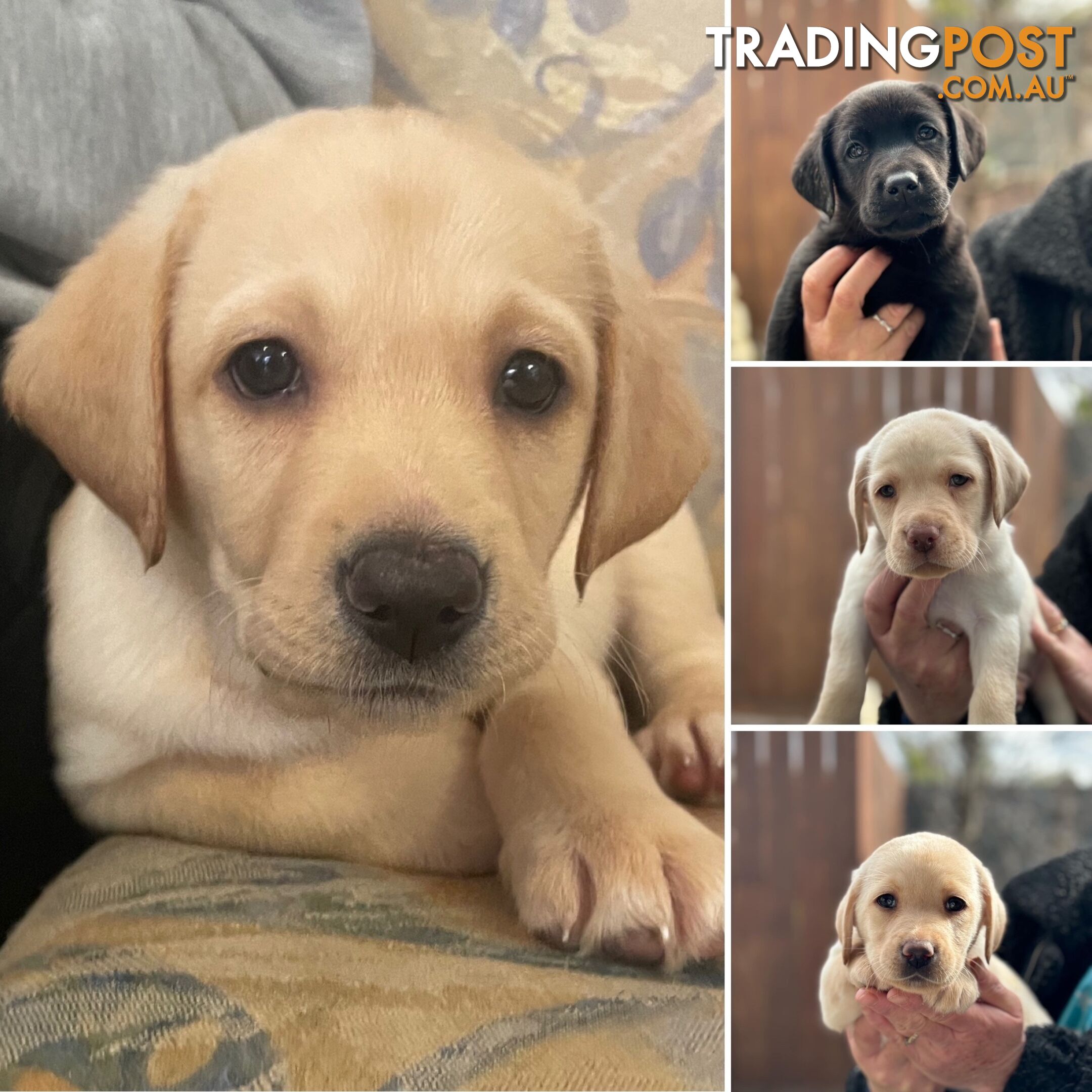 Labrador pups looking for their forever homes.