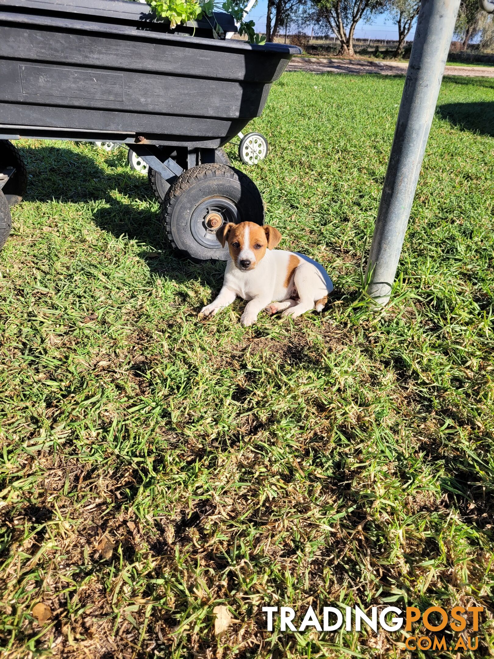 Jack Russell Foxie pups - 1 male 1 female
