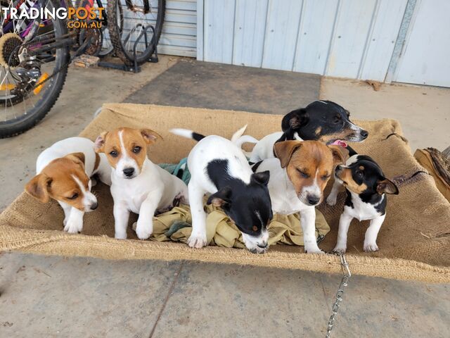 Jack Russell Foxie pups - 1 male 1 female