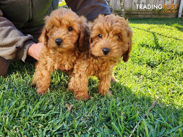 Cavoodle Puppies 🐶