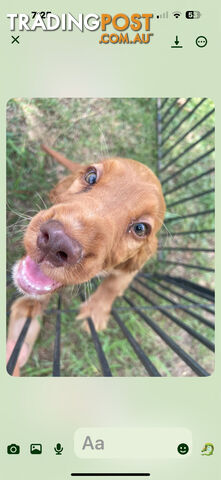 Cocker Spaniel Puppies