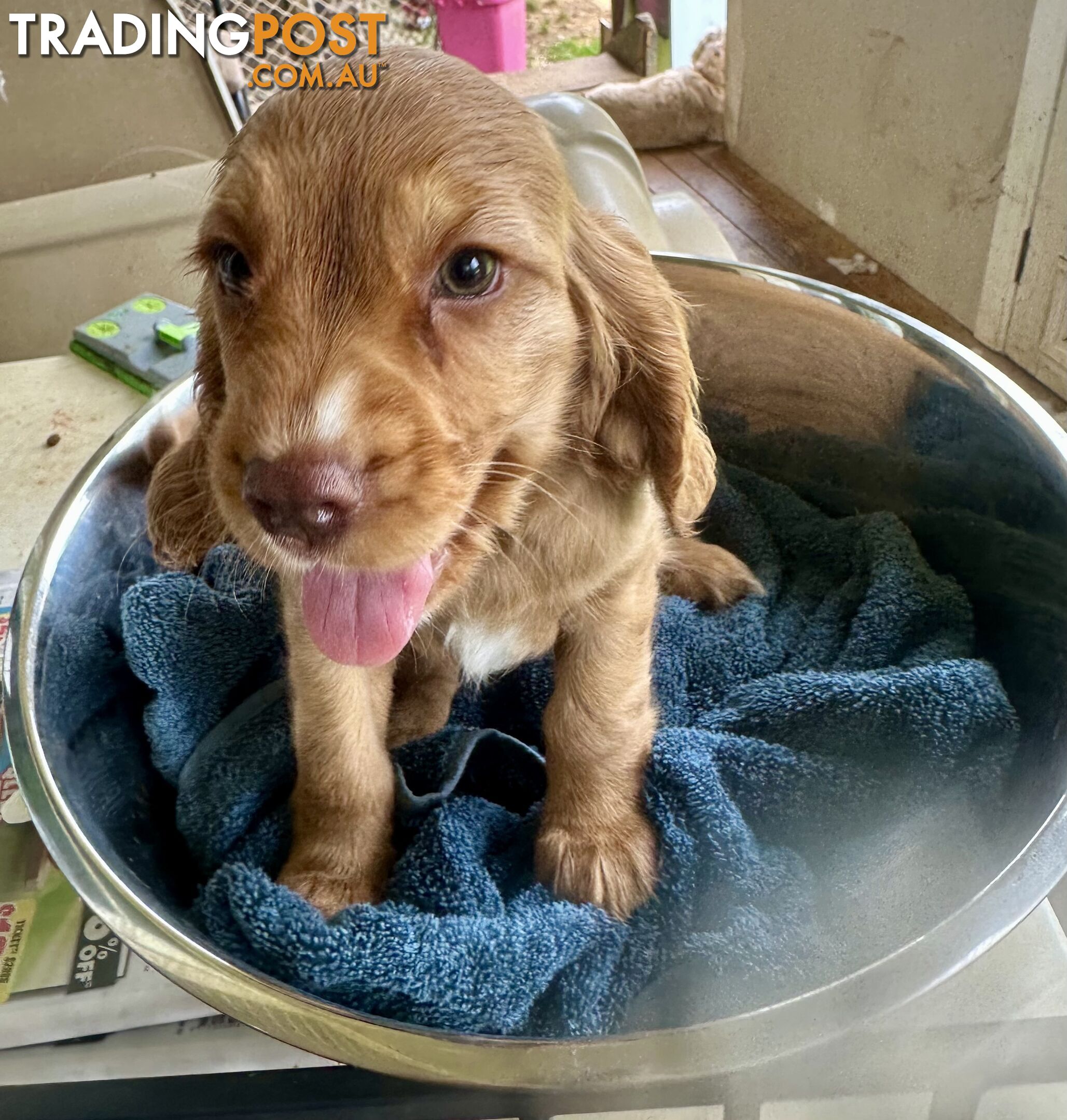 Cocker Spaniel Puppies