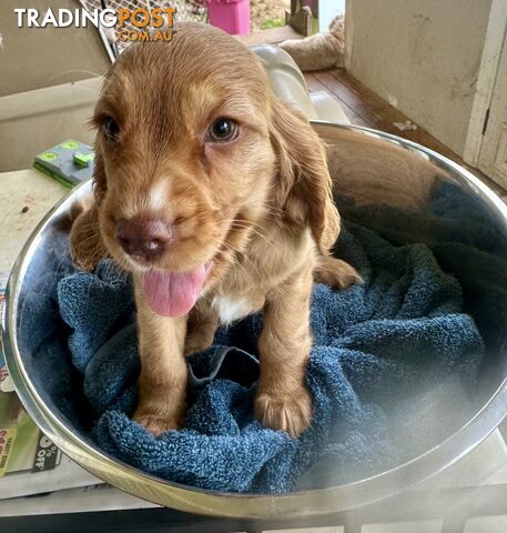 Cocker Spaniel Puppies