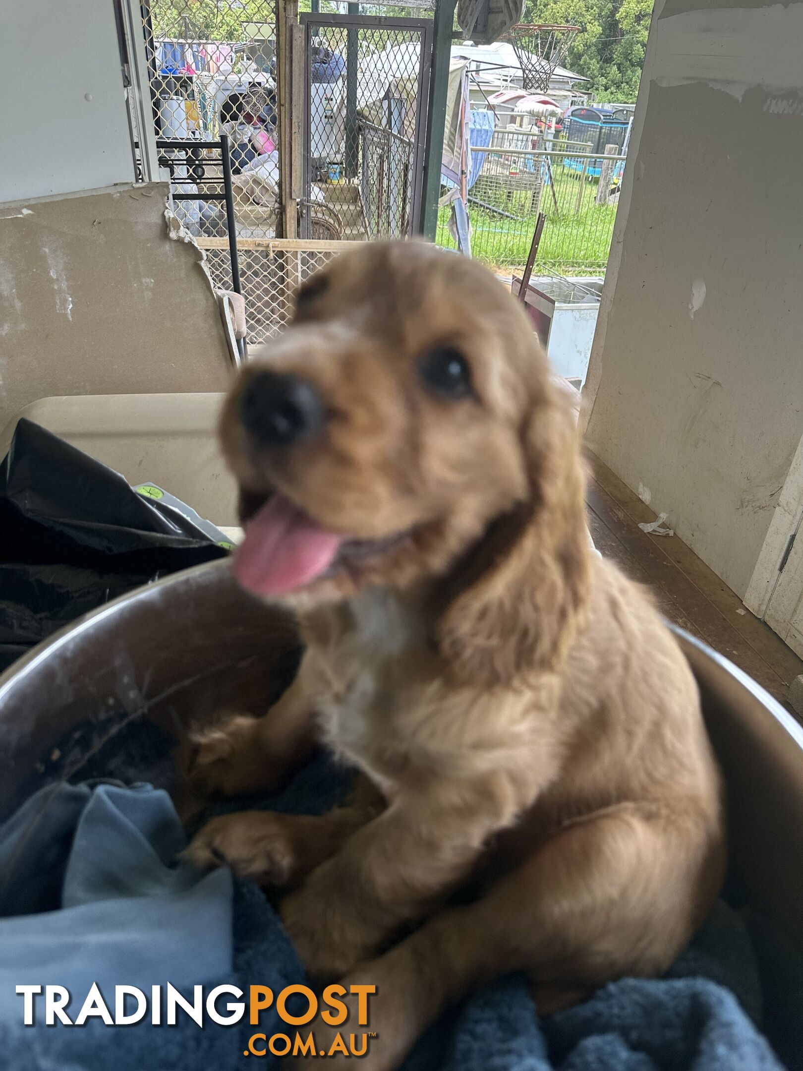 Cocker Spaniel Puppies