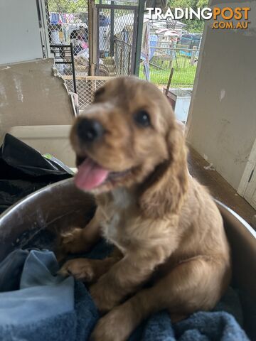 Cocker Spaniel Puppies