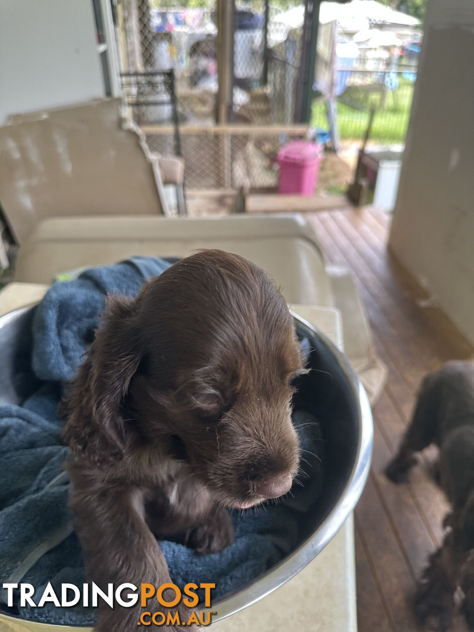 Cocker Spaniel Puppies