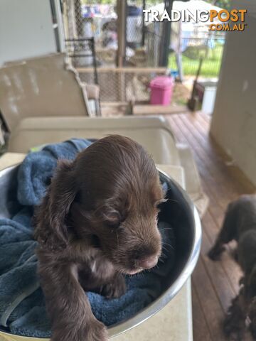 Cocker Spaniel Puppies