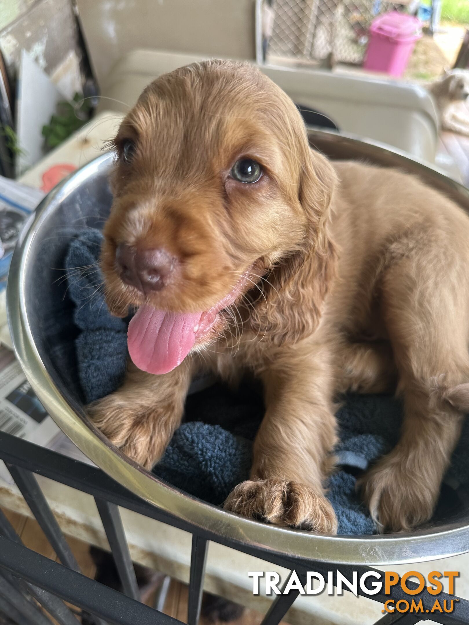 Cocker Spaniel Puppies