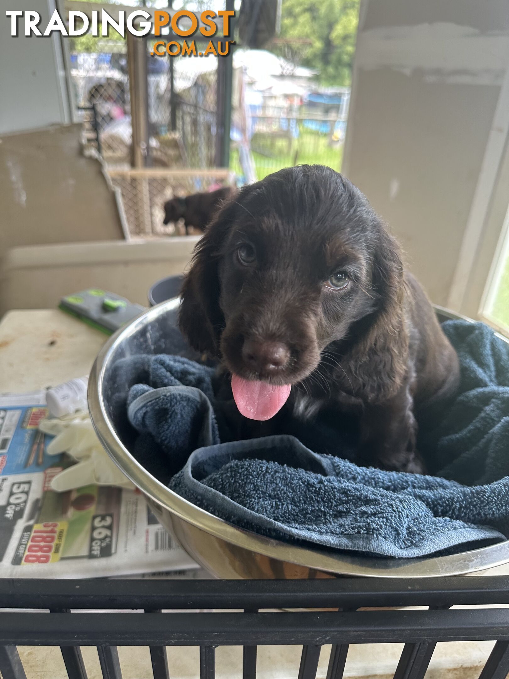 Cocker Spaniel Puppies