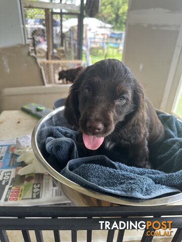 Cocker Spaniel Puppies