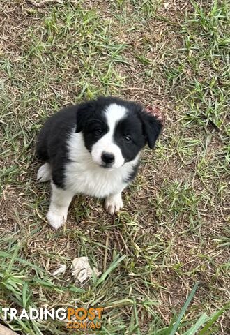 Purebred Border Collie Pups