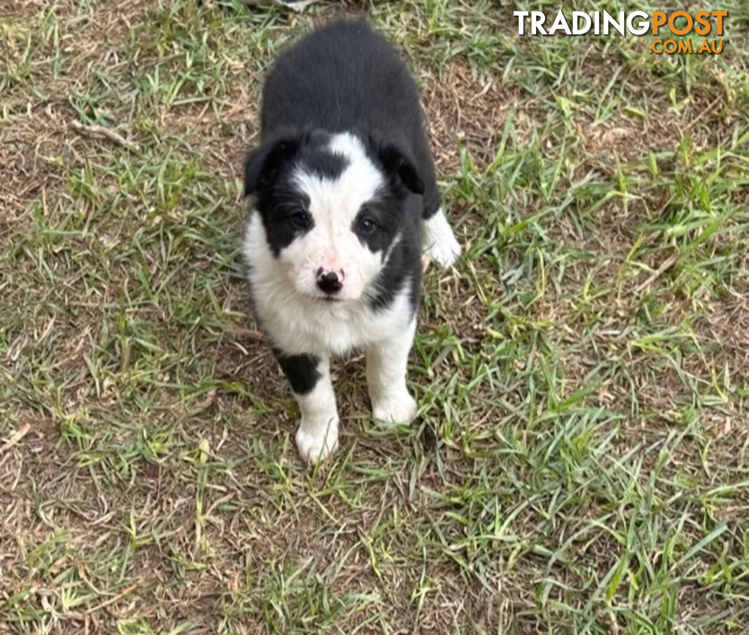 Purebred Border Collie Pups