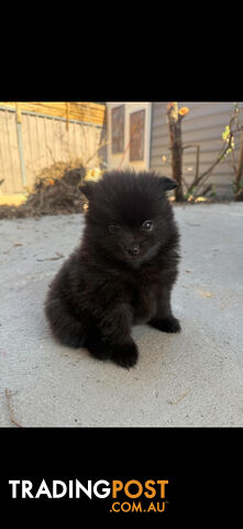 Small purebred black Pomeranian puppies