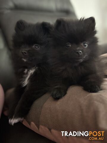 Black tiny purebred Pomeranian puppies