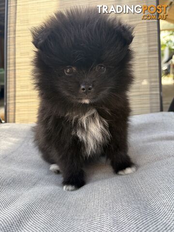 Black tiny purebred Pomeranian puppies