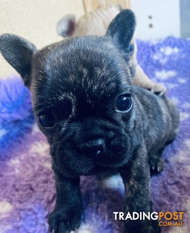 French bulldogs  $2000 last male puppy left