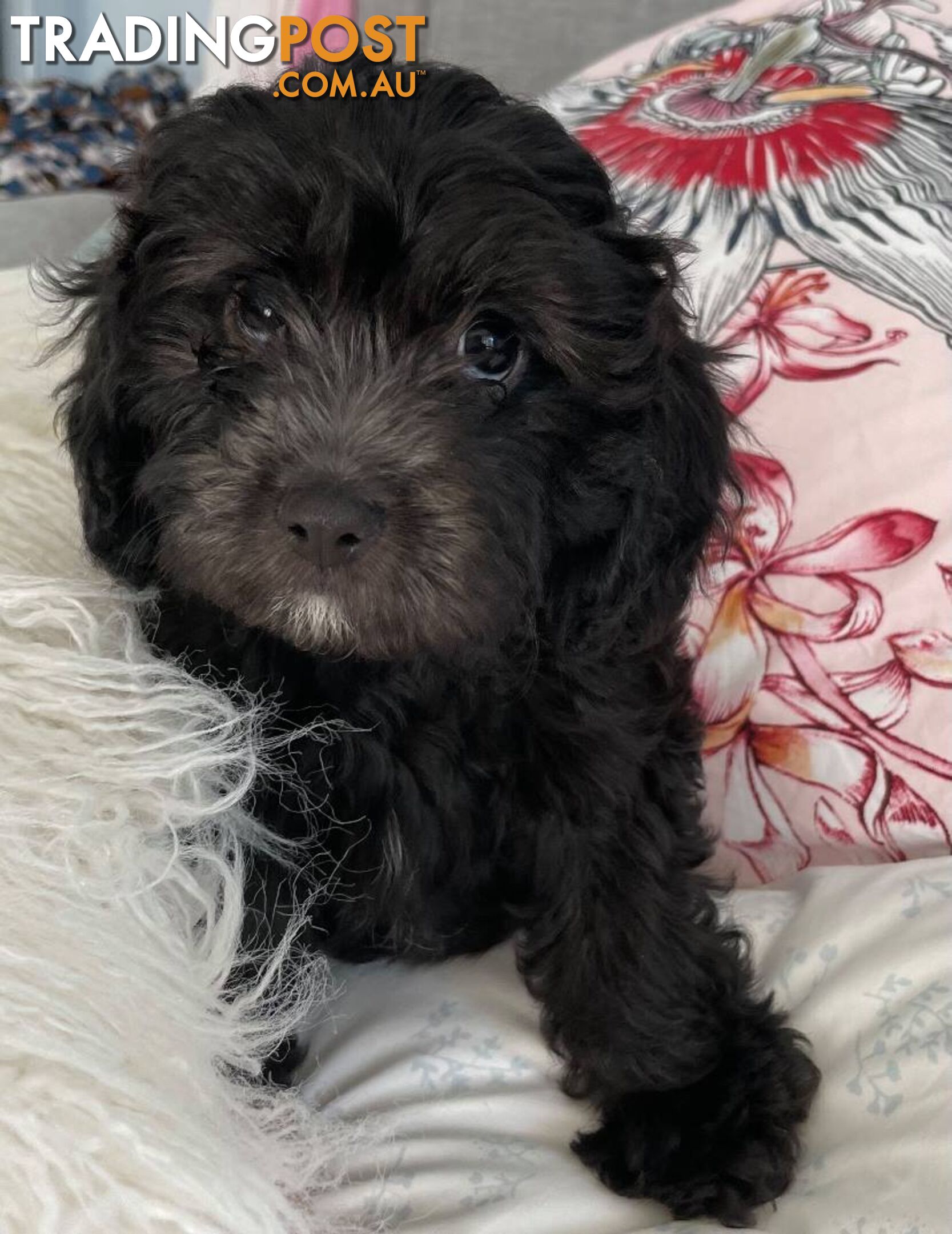 Gorgeous Black Cavoodles with white markings - ready now