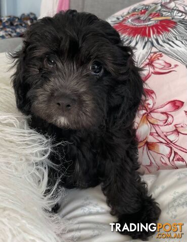 Gorgeous Black Cavoodles with white markings - ready now