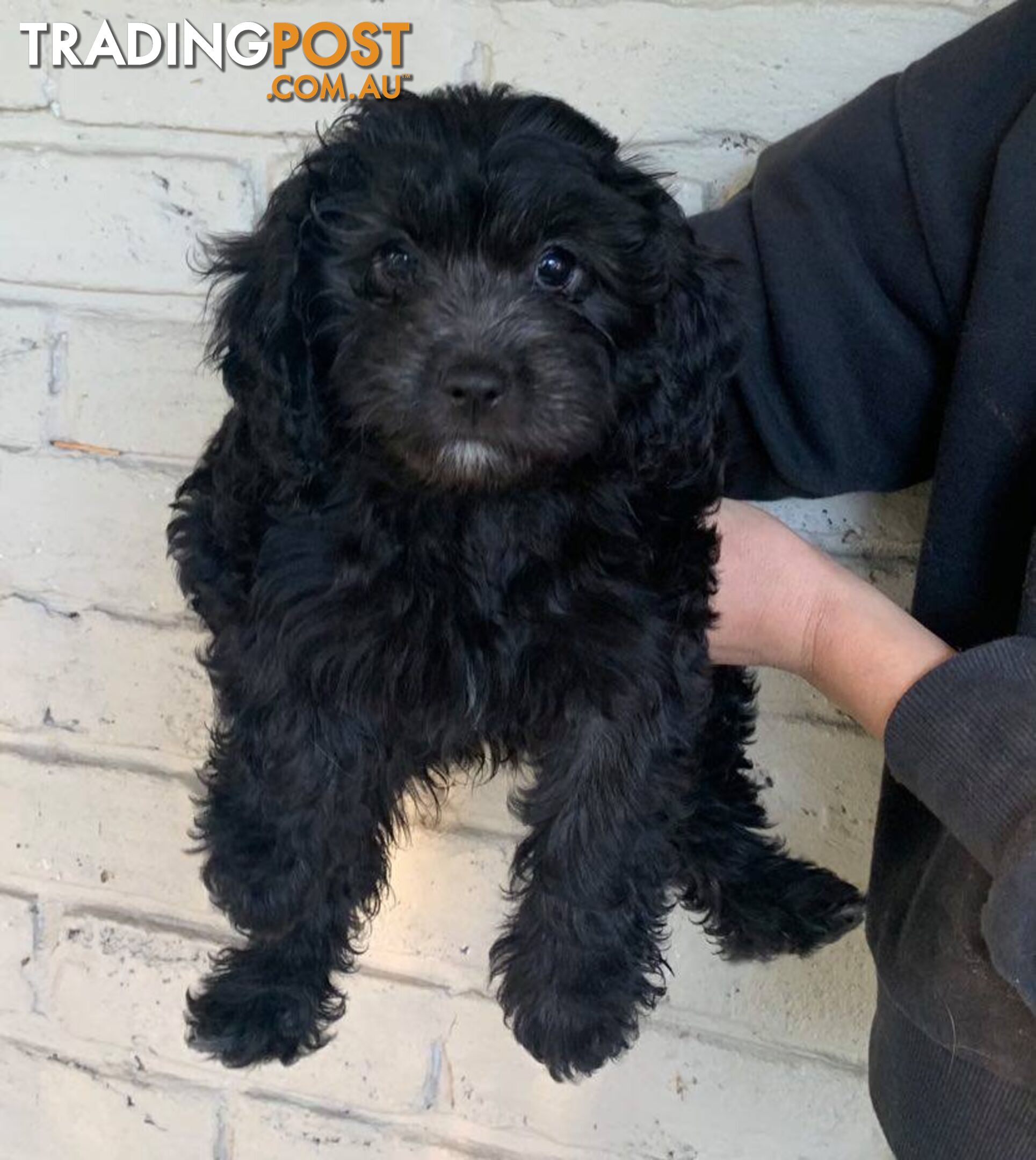 Gorgeous Black Cavoodles with white markings - ready now