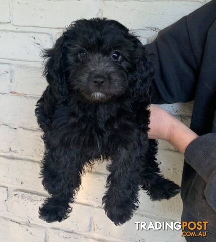 Gorgeous Black Cavoodles with white markings - ready now