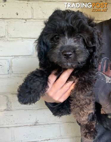 Gorgeous Black Cavoodles with white markings - ready now