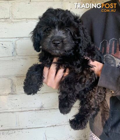 Gorgeous Black Cavoodles with white markings - ready now