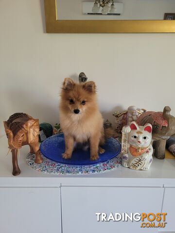 Pure Pomeranian Puppies