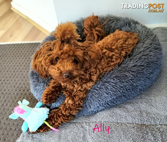 FULLY TOILET TRAINED Female Toy Poodle on Breeders Terms available