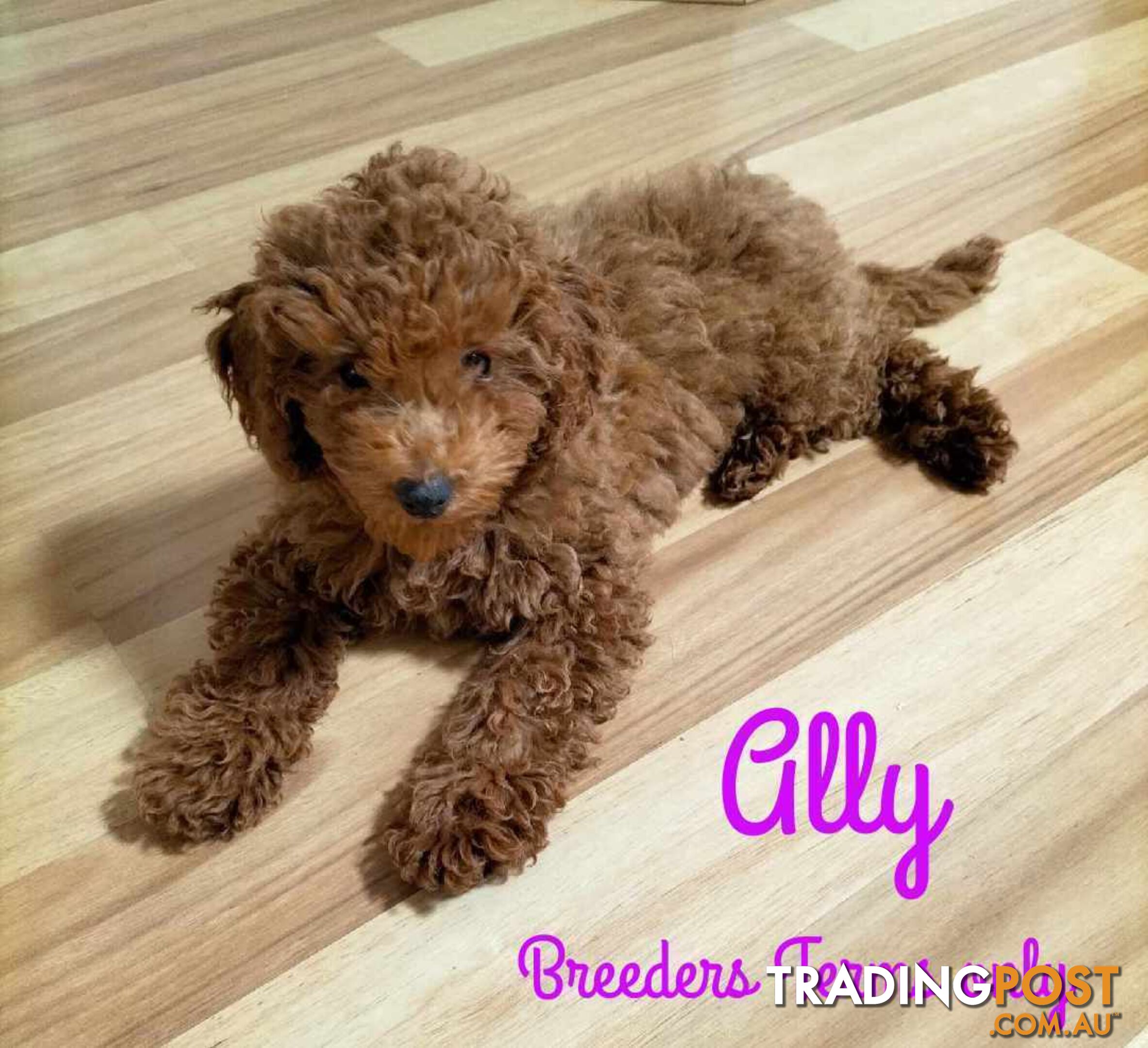 FULLY TOILET TRAINED Female Toy Poodle on Breeders Terms available