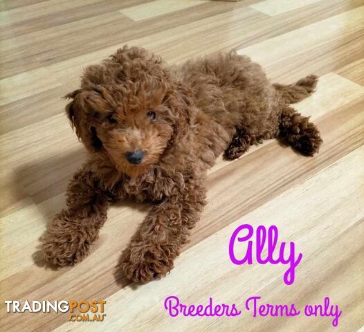 FULLY TOILET TRAINED Female Toy Poodle on Breeders Terms available