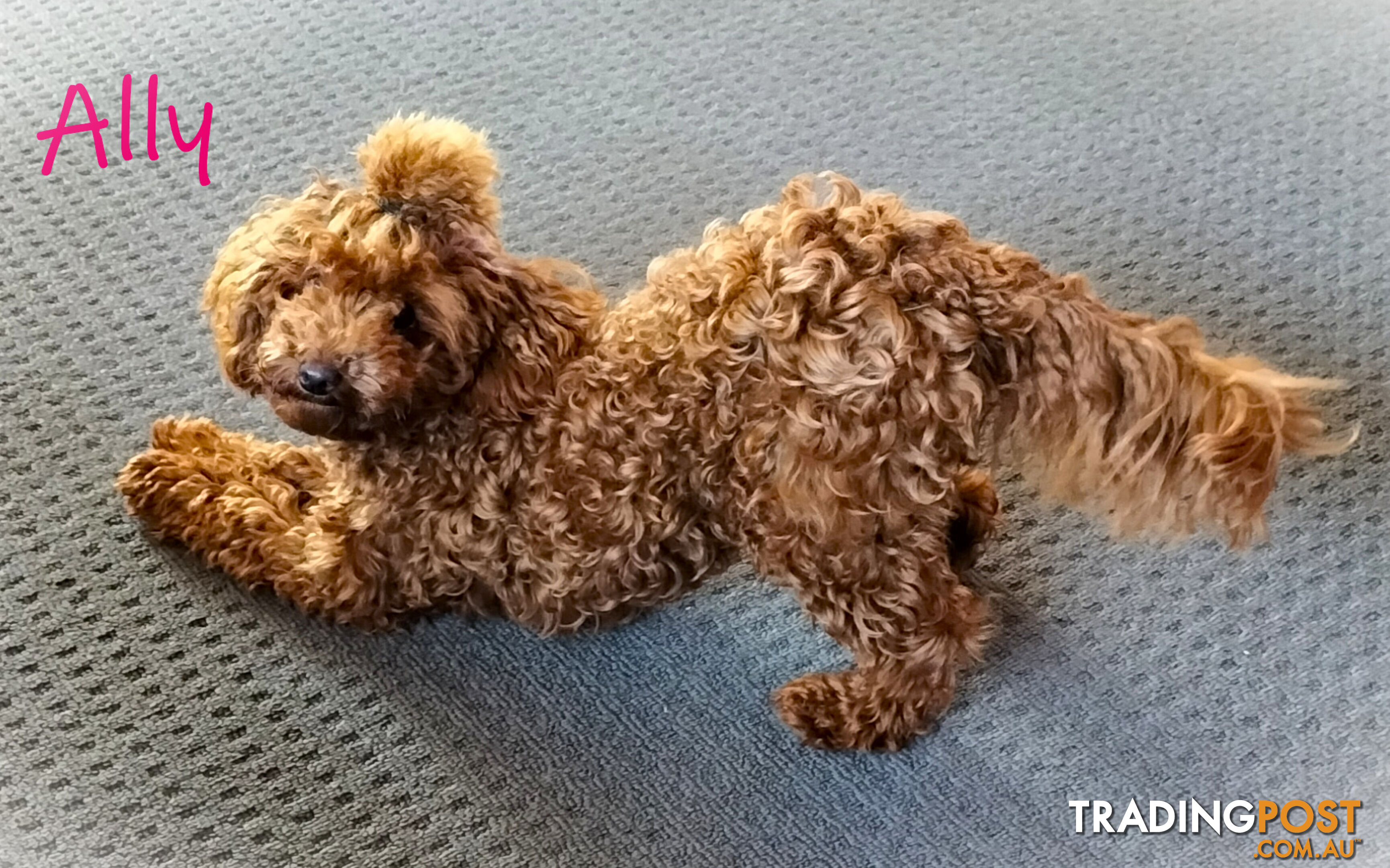 FULLY TOILET TRAINED Female Toy Poodle on Breeders Terms available