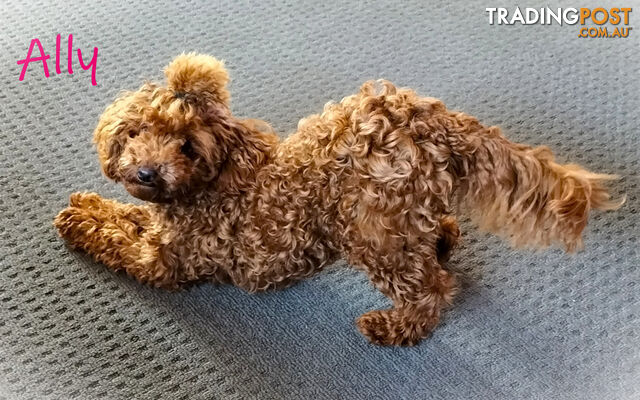 FULLY TOILET TRAINED Female Toy Poodle on Breeders Terms available