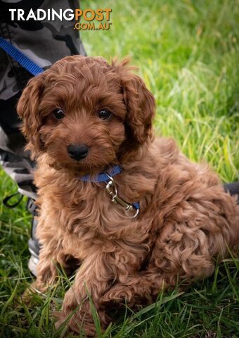 F1B Toy Cavoodle Puppies, DNA Tested, Crib Point, Vic. 3919