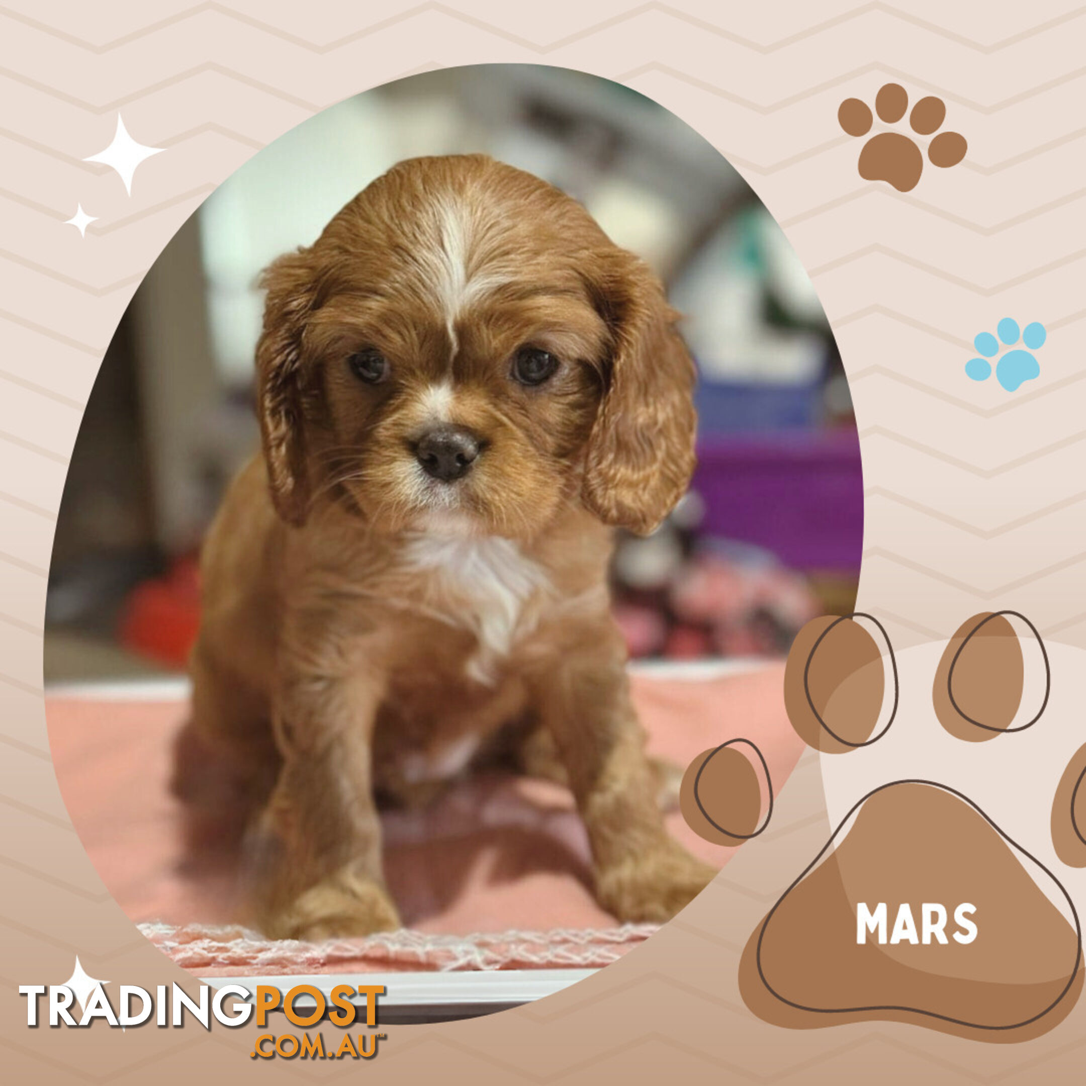 Beautiful Purebred Cavalier King Charles Spaniel Puppies. DNA Clear Location Mooroolbark Vic 3138