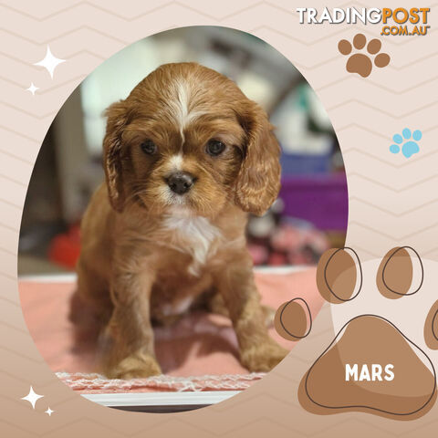 Beautiful Purebred Cavalier King Charles Spaniel Puppies. DNA Clear Location Mooroolbark Vic 3138