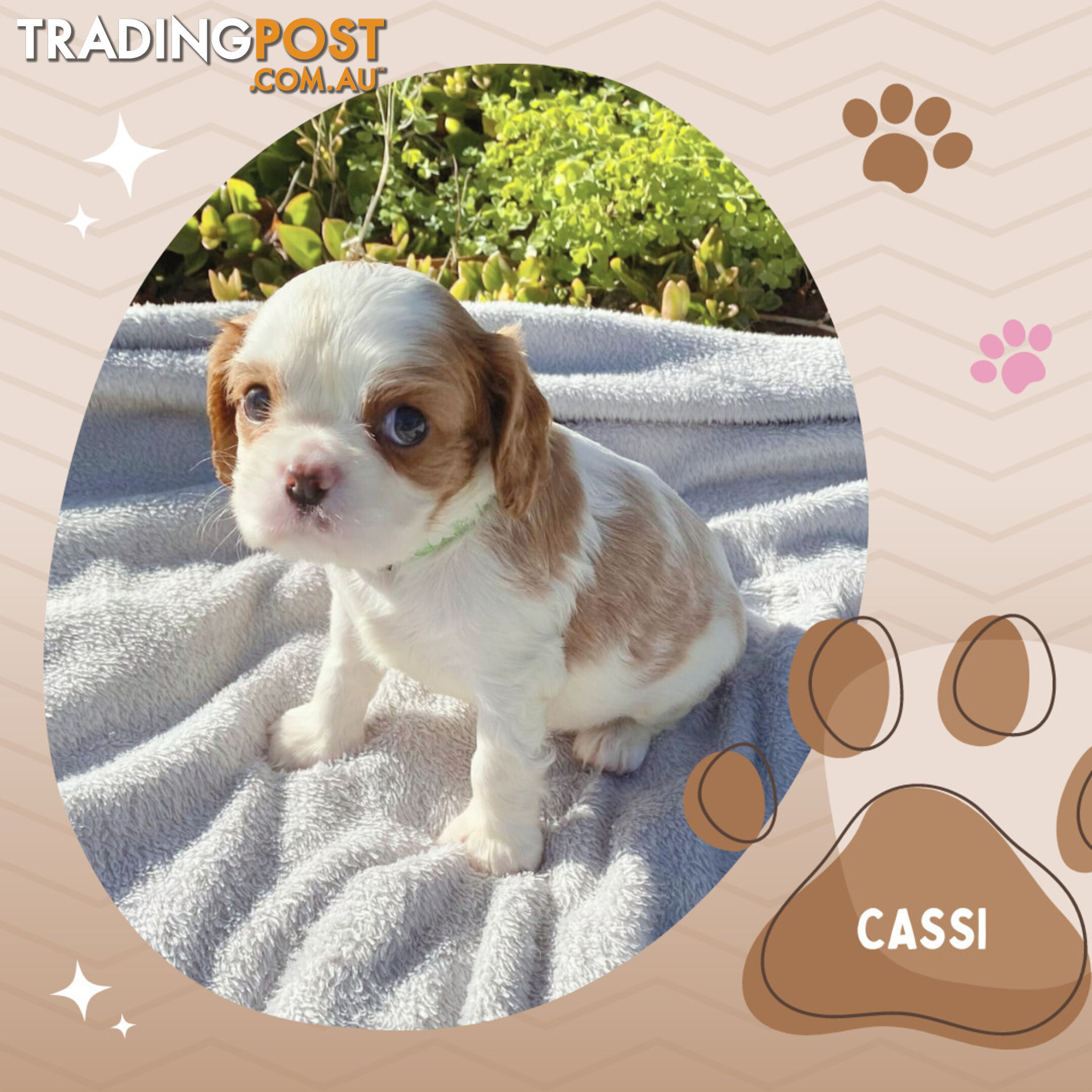 Beautiful Purebred Cavalier King Charles Spaniel Puppies. DNA Clear Location Mooroolbark Vic 3138