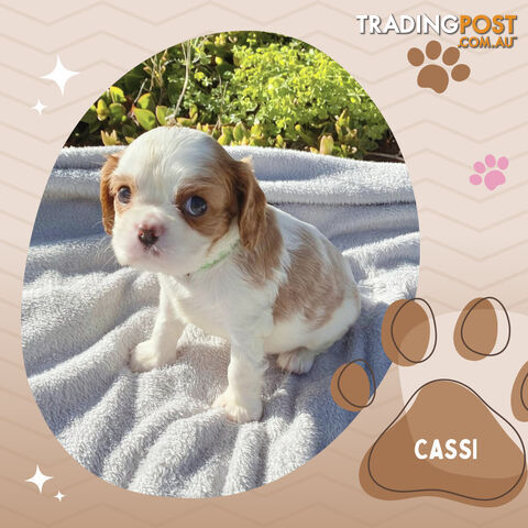 Beautiful Purebred Cavalier King Charles Spaniel Puppies. DNA Clear Location Mooroolbark Vic 3138