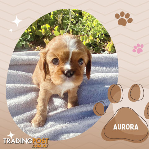 Beautiful Purebred Cavalier King Charles Spaniel Puppies. DNA Clear Location Mooroolbark Vic 3138