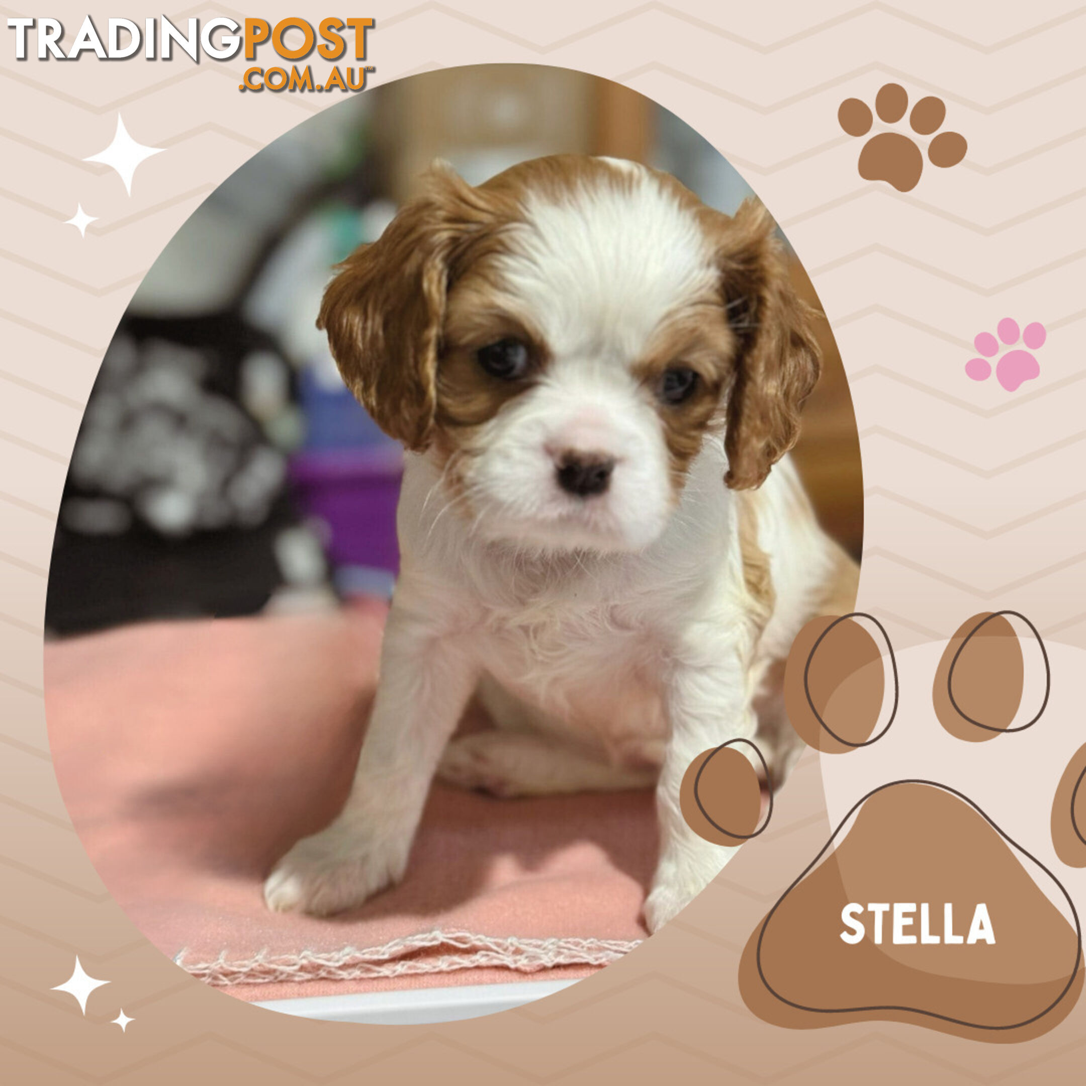 Beautiful Purebred Cavalier King Charles Spaniel Puppies. DNA Clear Location Mooroolbark Vic 3138