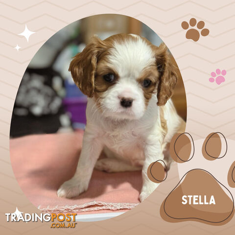 Beautiful Purebred Cavalier King Charles Spaniel Puppies. DNA Clear Location Mooroolbark Vic 3138