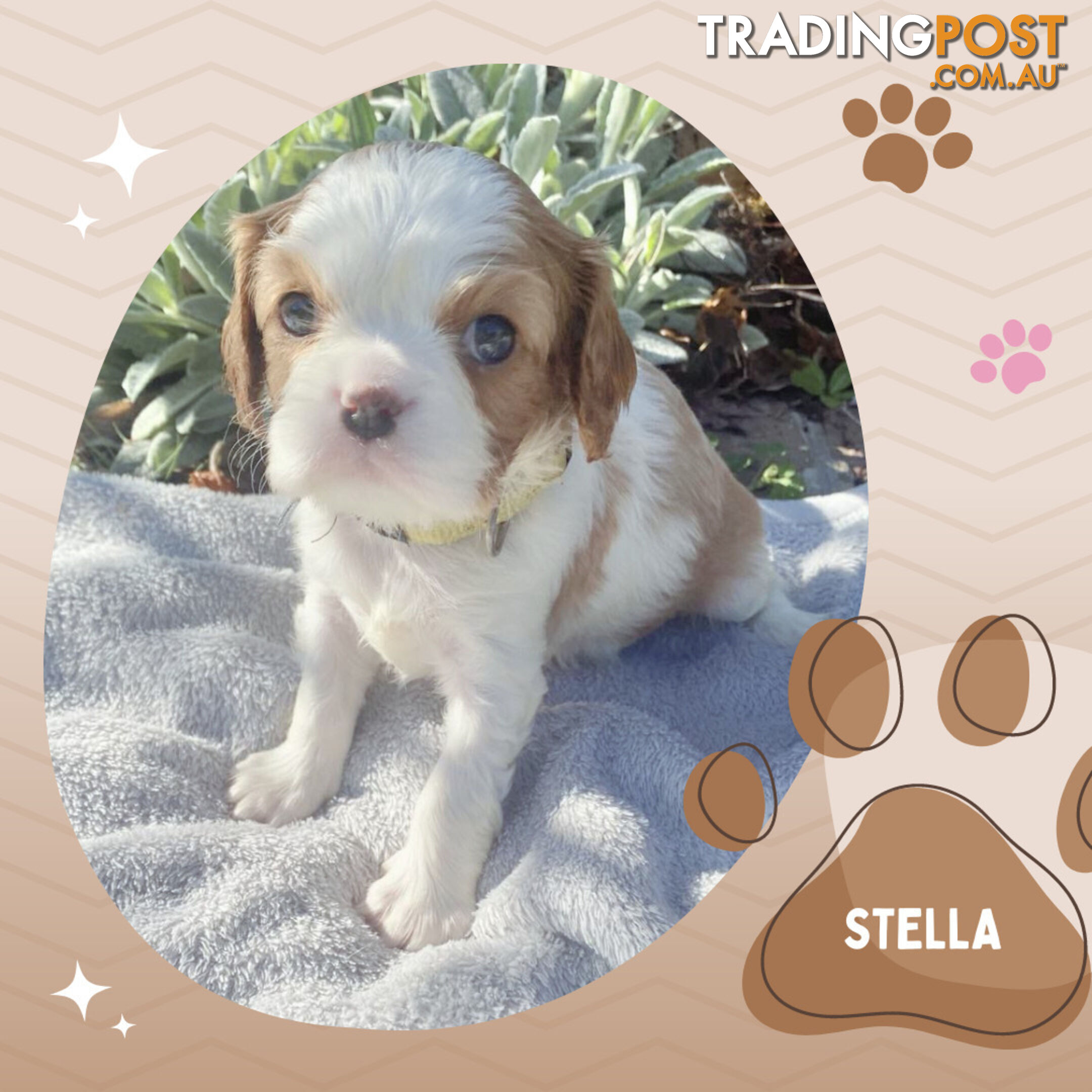 Beautiful Purebred Cavalier King Charles Spaniel Puppies. DNA Clear Location Mooroolbark Vic 3138