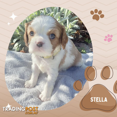 Beautiful Purebred Cavalier King Charles Spaniel Puppies. DNA Clear Location Mooroolbark Vic 3138