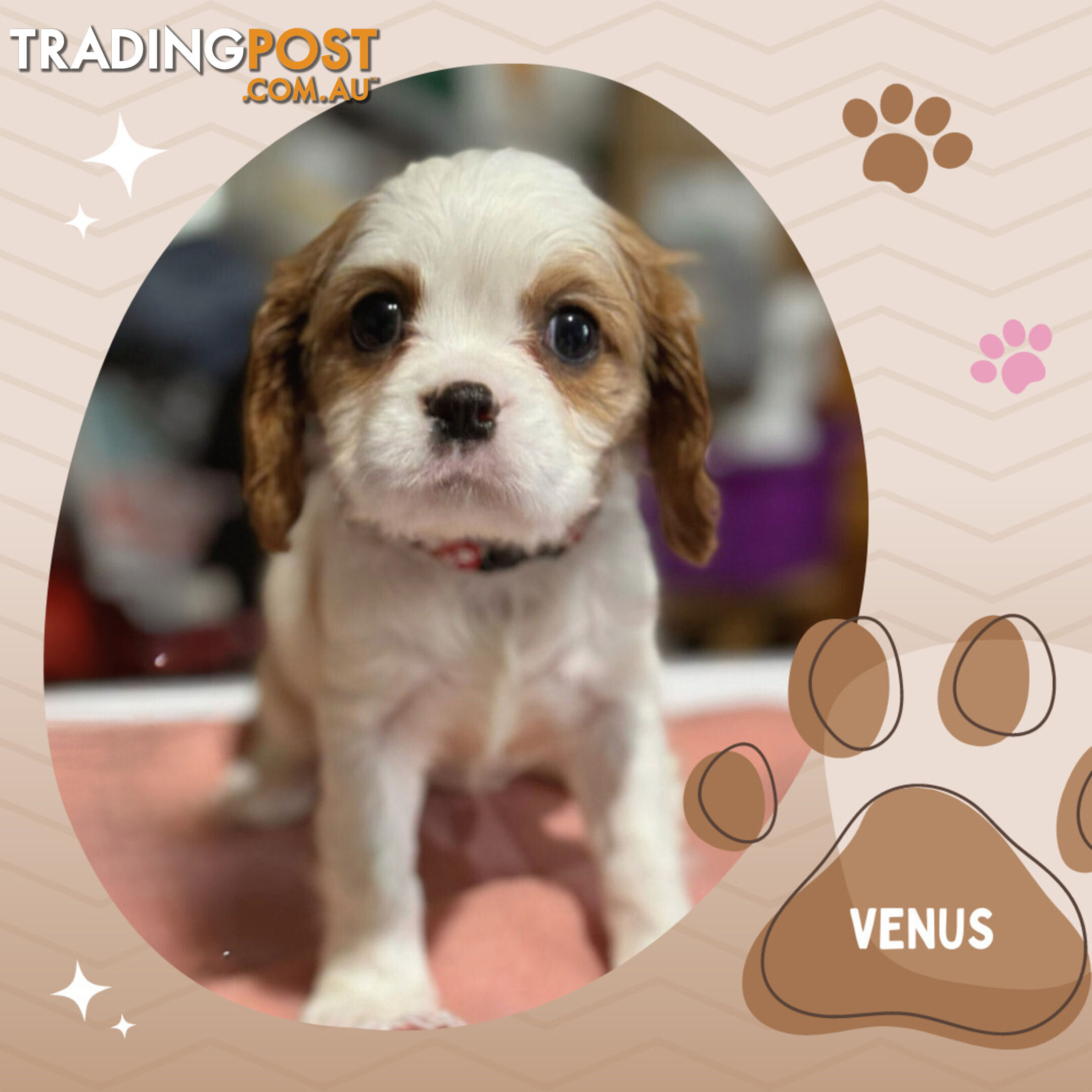 Beautiful Purebred Cavalier King Charles Spaniel Puppies. DNA Clear Location Mooroolbark Vic 3138