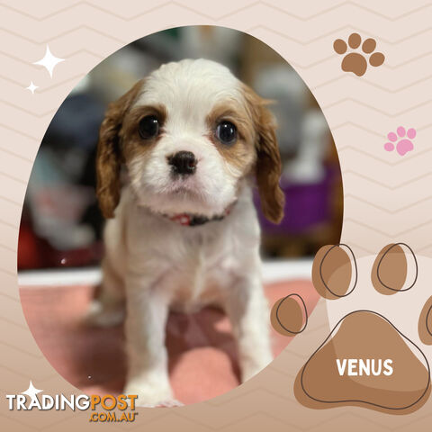 Beautiful Purebred Cavalier King Charles Spaniel Puppies. DNA Clear Location Mooroolbark Vic 3138